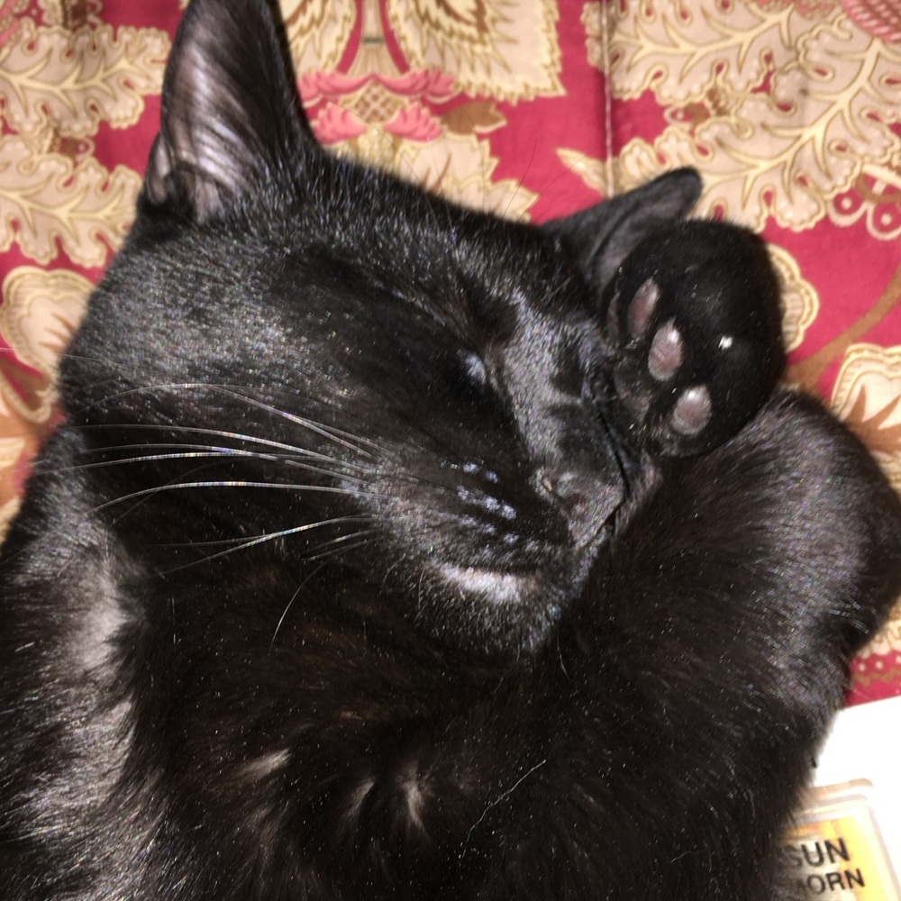 Monty & Me - Picture 7 of 8